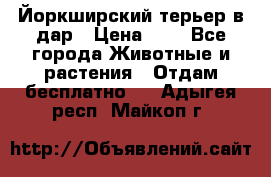 Йоркширский терьер в дар › Цена ­ 1 - Все города Животные и растения » Отдам бесплатно   . Адыгея респ.,Майкоп г.